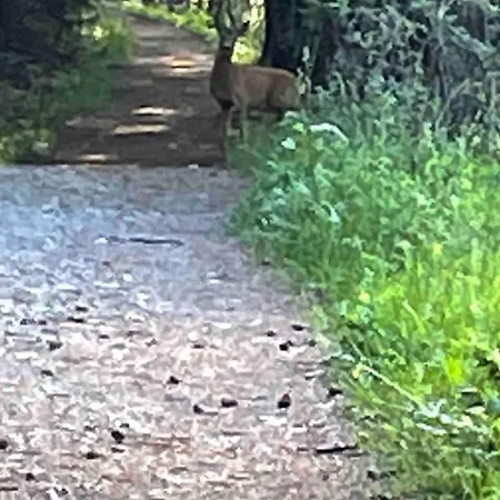 Radyrteigen In The Oslo Fjord, Bronnoya