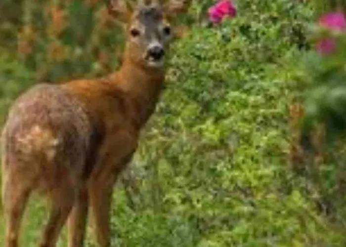Radyrteigen In The Oslo Fjord, Bronnoya Appartement