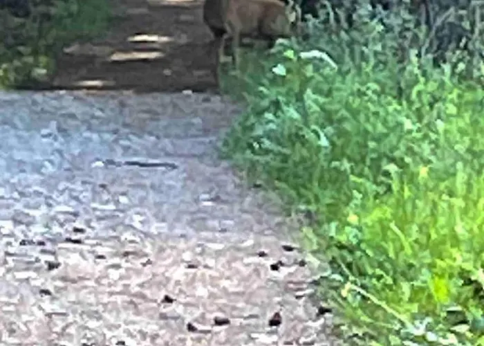 Radyrteigen In The Oslo Fjord, Bronnoya